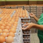 Empleo para Empacadores de Huevos
