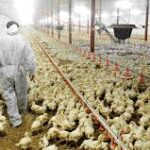 Empleo para Granja de Pollos